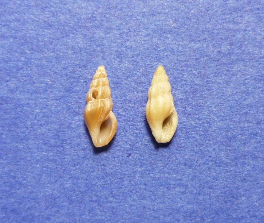 Haedopleura secalina?